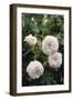 Damask Rose 'Madame Hardy'-Allen Paterson-Framed Photographic Print