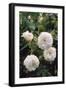 Damask Rose 'Madame Hardy'-Allen Paterson-Framed Photographic Print