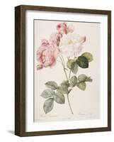 Damask Rose (Rosa Damascena). From 'Les Roses'. 1817-24-Pierre Joseph Redout?-Framed Giclee Print