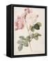 Damask Rose (Rosa Damascena). From 'Les Roses'. 1817-24-Pierre Joseph Redout?-Framed Stretched Canvas