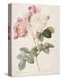 Damask Rose (Rosa Damascena). From 'Les Roses'. 1817-24-Pierre Joseph Redout?-Stretched Canvas