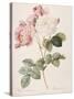 Damask Rose (Rosa Damascena). From 'Les Roses'. 1817-24-Pierre Joseph Redout?-Stretched Canvas