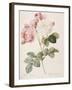 Damask Rose (Rosa Damascena). From 'Les Roses'. 1817-24-Pierre Joseph Redout?-Framed Giclee Print