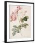 Damask Rose (Rosa Damascena). From 'Les Roses'. 1817-24-Pierre Joseph Redout?-Framed Giclee Print