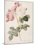 Damask Rose (Rosa Damascena). From 'Les Roses'. 1817-24-Pierre Joseph Redout?-Mounted Giclee Print