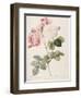 Damask Rose (Rosa Damascena). From 'Les Roses'. 1817-24-Pierre Joseph Redout?-Framed Giclee Print