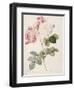 Damask Rose (Rosa Damascena). From 'Les Roses'. 1817-24-Pierre Joseph Redout?-Framed Giclee Print