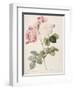 Damask Rose (Rosa Damascena). From 'Les Roses'. 1817-24-Pierre Joseph Redout?-Framed Giclee Print