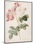 Damask Rose (Rosa Damascena). From 'Les Roses'. 1817-24-Pierre Joseph Redout?-Mounted Giclee Print