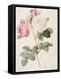 Damask Rose (Rosa Damascena). From 'Les Roses'. 1817-24-Pierre Joseph Redout?-Framed Stretched Canvas