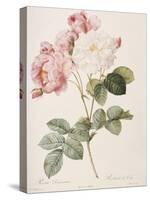 Damask Rose (Rosa Damascena). From 'Les Roses'. 1817-24-Pierre Joseph Redout?-Stretched Canvas