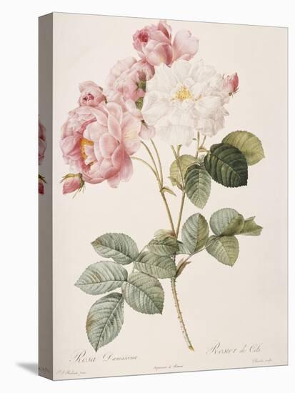 Damask Rose (Rosa Damascena). From 'Les Roses'. 1817-24-Pierre Joseph Redout?-Stretched Canvas