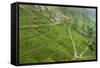 Dambatenne Estate, Lipton Tea Estates, Haputale, Hill Country, Sri Lanka, Asia-Tony Waltham-Framed Stretched Canvas