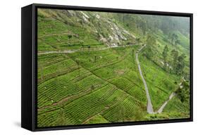 Dambatenne Estate, Lipton Tea Estates, Haputale, Hill Country, Sri Lanka, Asia-Tony Waltham-Framed Stretched Canvas