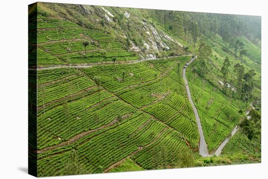 Dambatenne Estate, Lipton Tea Estates, Haputale, Hill Country, Sri Lanka, Asia-Tony Waltham-Stretched Canvas