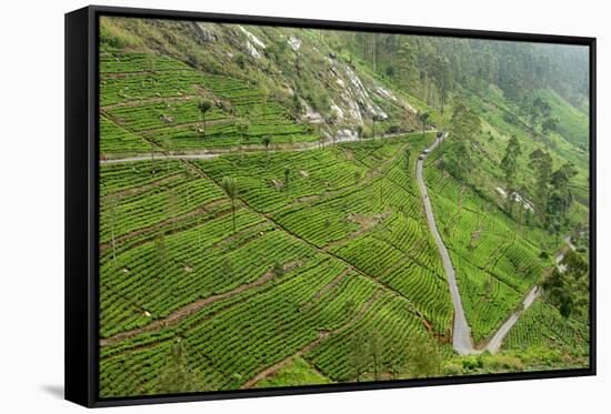 Dambatenne Estate, Lipton Tea Estates, Haputale, Hill Country, Sri Lanka, Asia-Tony Waltham-Framed Stretched Canvas