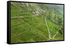 Dambatenne Estate, Lipton Tea Estates, Haputale, Hill Country, Sri Lanka, Asia-Tony Waltham-Framed Stretched Canvas