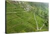 Dambatenne Estate, Lipton Tea Estates, Haputale, Hill Country, Sri Lanka, Asia-Tony Waltham-Stretched Canvas