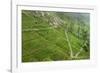 Dambatenne Estate, Lipton Tea Estates, Haputale, Hill Country, Sri Lanka, Asia-Tony Waltham-Framed Photographic Print