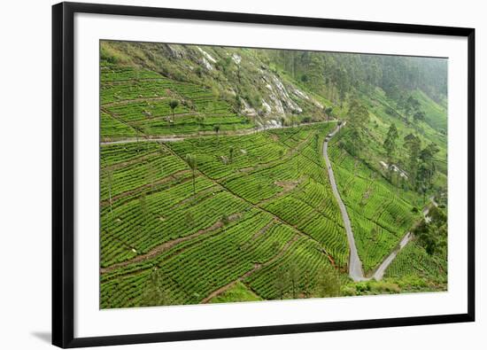 Dambatenne Estate, Lipton Tea Estates, Haputale, Hill Country, Sri Lanka, Asia-Tony Waltham-Framed Photographic Print