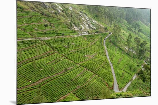 Dambatenne Estate, Lipton Tea Estates, Haputale, Hill Country, Sri Lanka, Asia-Tony Waltham-Mounted Photographic Print