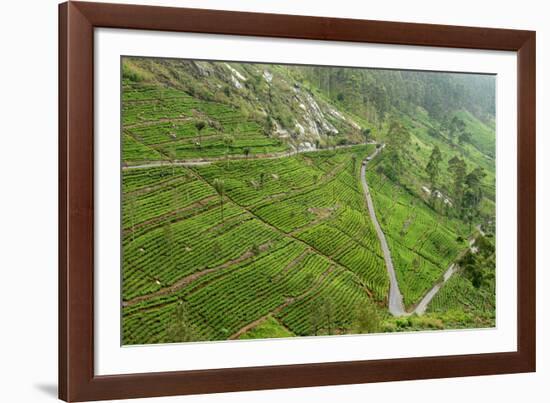 Dambatenne Estate, Lipton Tea Estates, Haputale, Hill Country, Sri Lanka, Asia-Tony Waltham-Framed Photographic Print