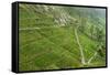 Dambatenne Estate, Lipton Tea Estates, Haputale, Hill Country, Sri Lanka, Asia-Tony Waltham-Framed Stretched Canvas