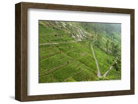 Dambatenne Estate, Lipton Tea Estates, Haputale, Hill Country, Sri Lanka, Asia-Tony Waltham-Framed Photographic Print