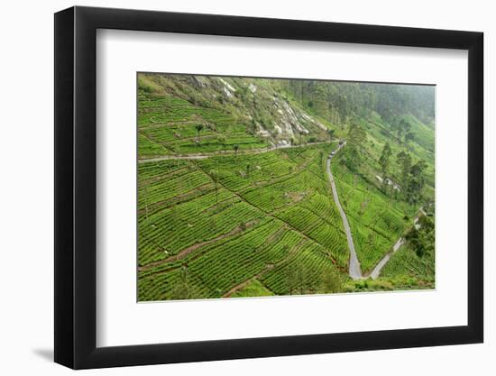 Dambatenne Estate, Lipton Tea Estates, Haputale, Hill Country, Sri Lanka, Asia-Tony Waltham-Framed Photographic Print