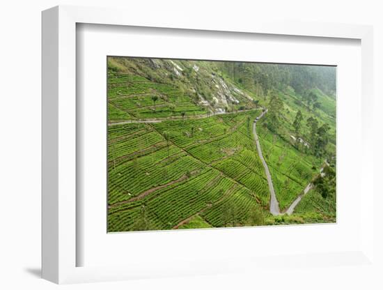 Dambatenne Estate, Lipton Tea Estates, Haputale, Hill Country, Sri Lanka, Asia-Tony Waltham-Framed Photographic Print