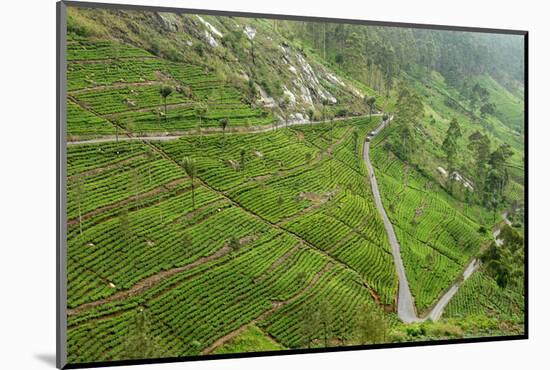 Dambatenne Estate, Lipton Tea Estates, Haputale, Hill Country, Sri Lanka, Asia-Tony Waltham-Mounted Photographic Print