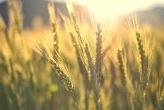 Sunset over Wheat Field-DambrAles-Mounted Photographic Print