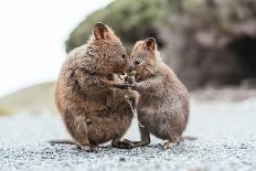 Baby and Mum Quokka Eating Green Twigs. Cute Quokkas on Rottnest Island, Western Australia. Animal-Damian Lugowski-Photographic Print