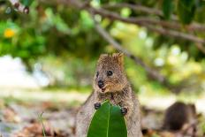 Smiling Quokka Posing for the Camera, Rottnest Island, Western Australia. Quokka - the Happiest Ani-Damian Lugowski-Framed Stretched Canvas