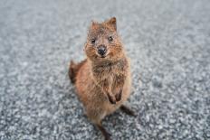 Smiling Quokka Posing for the Camera, Rottnest Island, Western Australia. Quokka - the Happiest Ani-Damian Lugowski-Framed Stretched Canvas