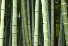 Bamboo forest in Shoren-in temple, Kyoto, Japan-Damien Douxchamps-Photographic Print