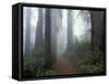 Damnation Trail in Fog, Redwoods State Park, Del Norte, California, USA-Darrell Gulin-Framed Stretched Canvas