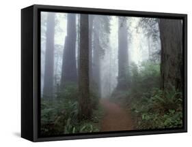 Damnation Trail in Fog, Redwoods State Park, Del Norte, California, USA-Darrell Gulin-Framed Stretched Canvas