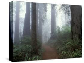 Damnation Trail in Fog, Redwoods State Park, Del Norte, California, USA-Darrell Gulin-Stretched Canvas