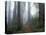 Damnation Trail in Fog, Redwoods State Park, Del Norte, California, USA-Darrell Gulin-Stretched Canvas