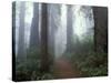 Damnation Trail in Fog, Redwoods State Park, Del Norte, California, USA-Darrell Gulin-Stretched Canvas