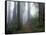 Damnation Trail in Fog, Redwoods State Park, Del Norte, California, USA-Darrell Gulin-Framed Stretched Canvas