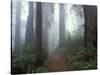 Damnation Trail in Fog, Redwoods State Park, Del Norte, California, USA-Darrell Gulin-Stretched Canvas