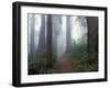 Damnation Trail in Fog, Redwoods State Park, Del Norte, California, USA-Darrell Gulin-Framed Premium Photographic Print