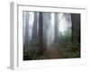 Damnation Trail in Fog, Redwoods State Park, Del Norte, California, USA-Darrell Gulin-Framed Premium Photographic Print