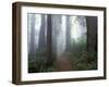 Damnation Trail in Fog, Redwoods State Park, Del Norte, California, USA-Darrell Gulin-Framed Photographic Print