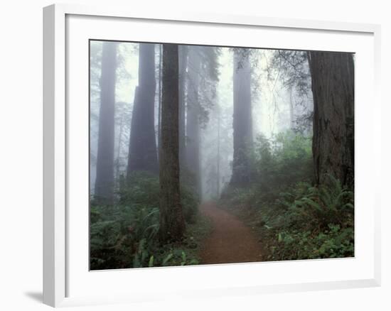 Damnation Trail in Fog, Redwoods State Park, Del Norte, California, USA-Darrell Gulin-Framed Photographic Print