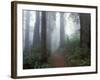 Damnation Trail in Fog, Redwoods State Park, Del Norte, California, USA-Darrell Gulin-Framed Photographic Print