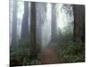 Damnation Trail in Fog, Redwoods State Park, Del Norte, California, USA-Darrell Gulin-Mounted Photographic Print