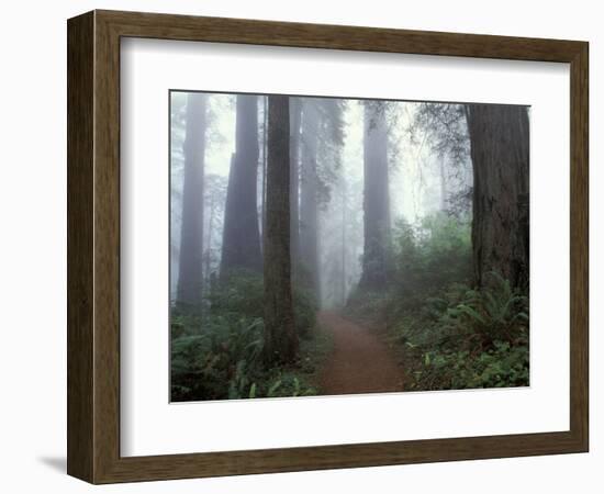 Damnation Trail in Fog, Redwoods State Park, Del Norte, California, USA-Darrell Gulin-Framed Photographic Print